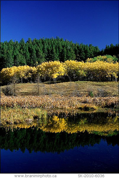 fall colours, Cypress Hills Interprovincial Park