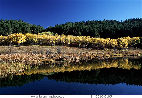 fall colours, Cypress Hills Interprovincial Park