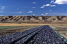 Cabbage field, Qu'Appelle Valley