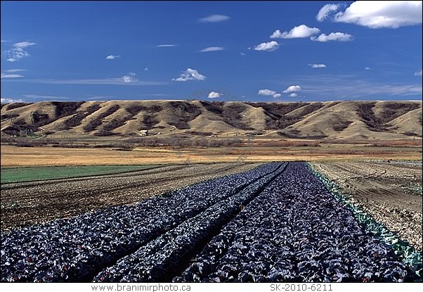 cabbage field, Qu'Appelle Valley