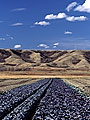 Cabbage field, Qu'Appelle Valley