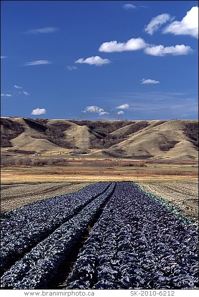 field of cabbage, Qu'Appelle Valley