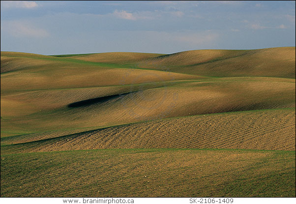 Patterns in wheat field after spring seeding, Biggar, Saskatchewan