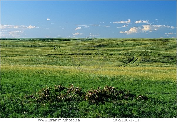 Tire tracks in a prairie with wild roses, Great Sand Hills, Saskatchewan