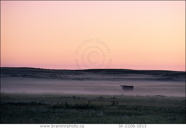 Cow in field at dawn, Great Sand Hills, Saskatchewan