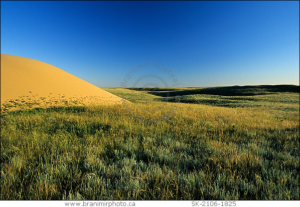 Prairie landscape with sand dunes, Great Sand Hills, Saskatchewan