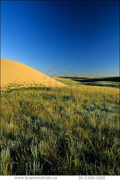 Prairie landscape with sand dunes, Great Sand Hills, Saskatchewan