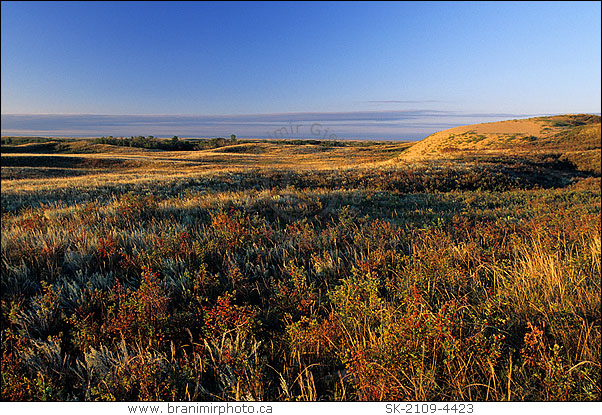 Field with wild roses at sunrise, Great Sand Hills, Saskatchewan