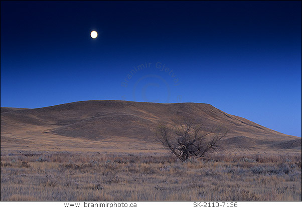 moonrise over prairie, Grasslands National Park