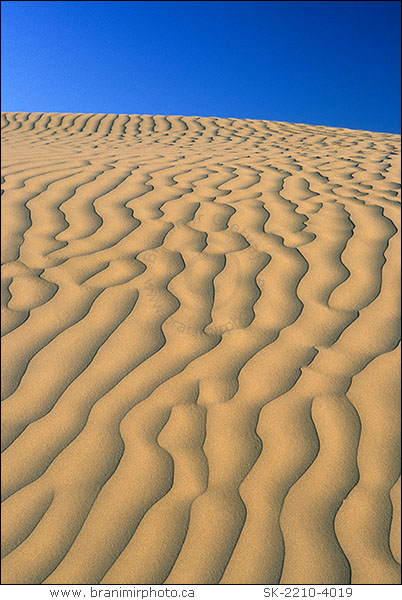 pattern in sand, Great Sand Hills