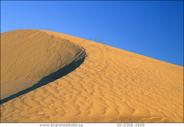 Sand dune, Great Sand Hills, Saskatchewan