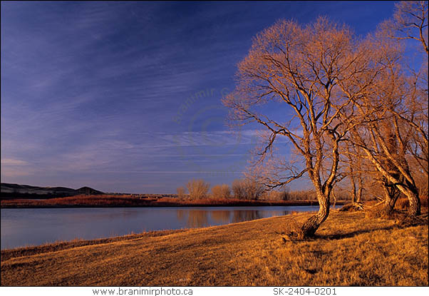 Cottonwood trees alnog South Saskatchewan River