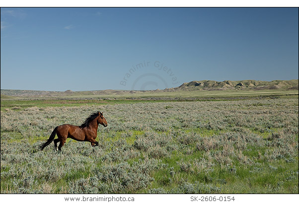 Stallion running in pasture, Grasslands National Park in winter, Saskatchewan