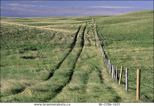 Tire tracks in prairie, Cypress Hills, Saskatchewan