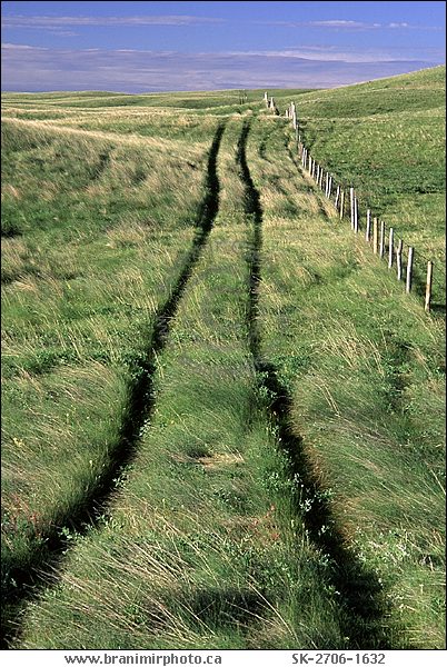 Tire tracks in prairie, Cypress Hills, Saskatchewan