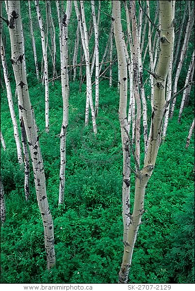 Aspen trees, Prince Albert National Park