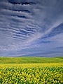 Flowering canola field