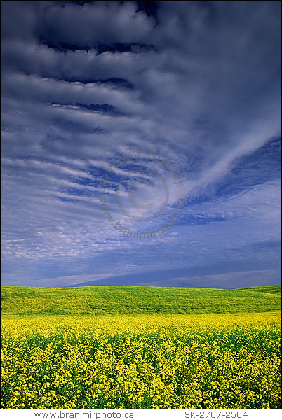 flowering canola field