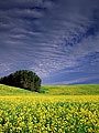 Flowering canola field