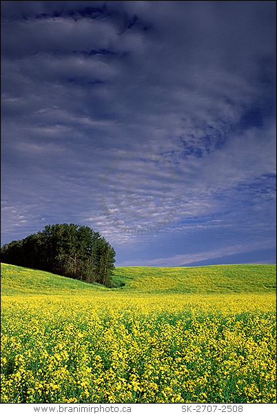 flowering canola field