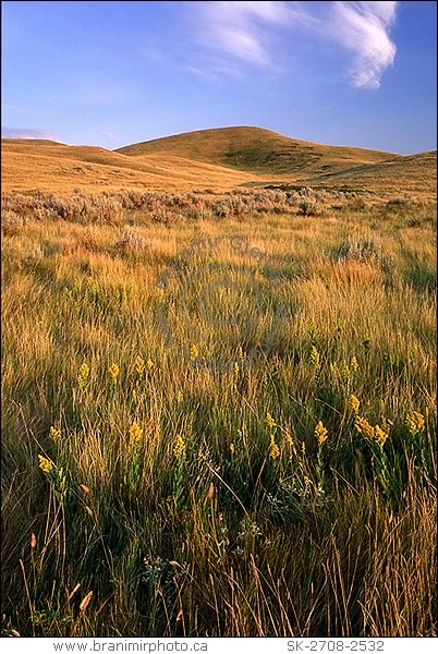 Field with sage at sunset, Saskatchewan Landing Provincial Park