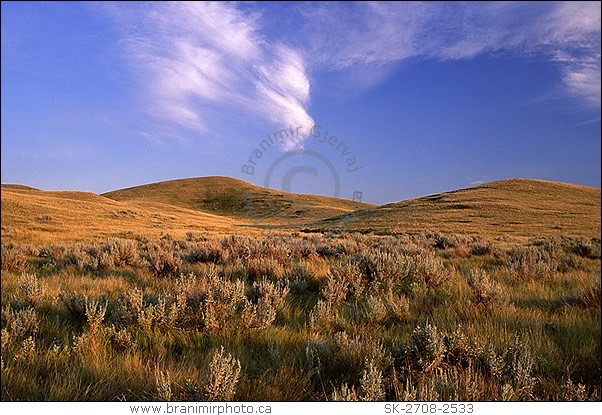 Field with sage at sunset, Saskatchewan Landing Provincial Park