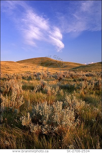 Field with sage, Saskatchewan Landing Provincial Park