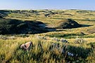 Killdeer Badlands, Grasslands National Park