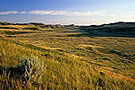 Grasslands National Park at sunset