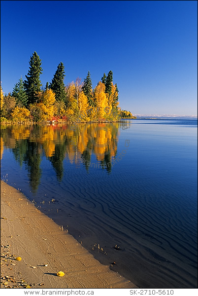 Trees and lake in autumn