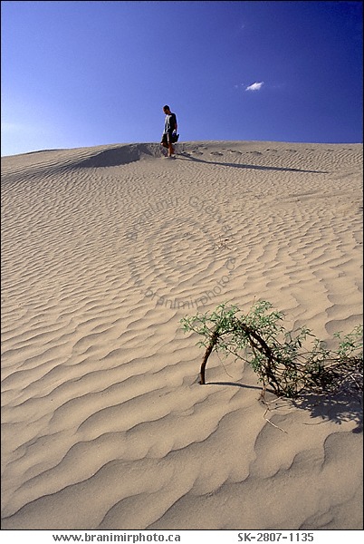 Man walking in sand dune, Great Sand Hills