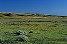 filed with flowers, Grasslands National Park, West Block