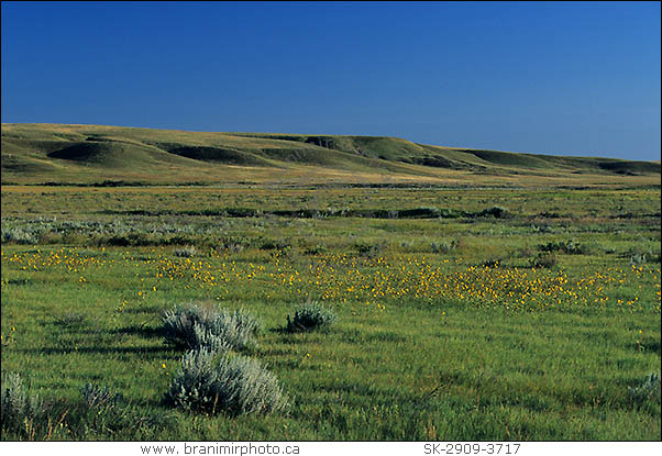 Field with flowers, Grasslands National Park