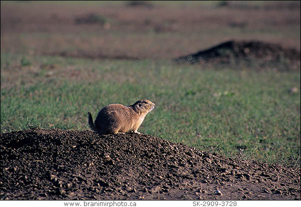 Black-Tailed Prairie Dog, Grasslands National Park