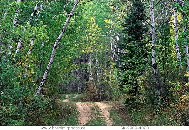 path througfh aspen forest in autumn, Prince Albert National Park