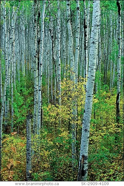 Aspen trees in autumn, Prince Albert National Park