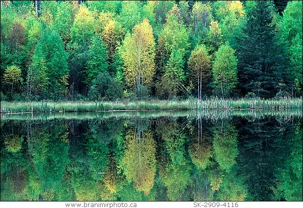 Trees reflecting in lake, autumn