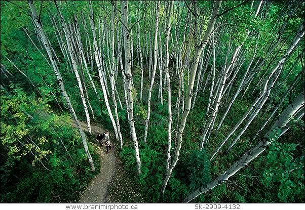 People walking through aspen forest, Prince Albert National Park