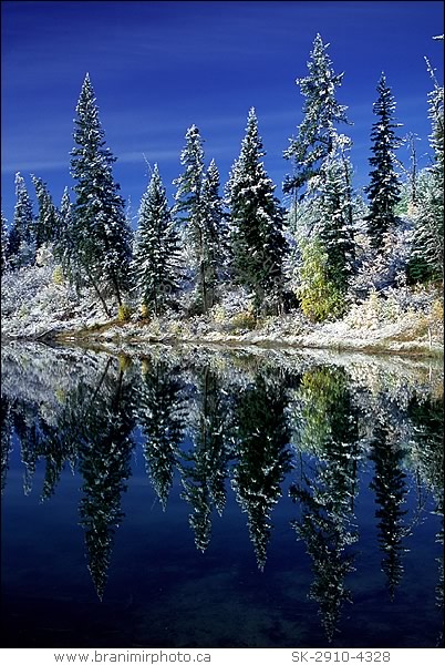 Snow covered trees reflecting in lake