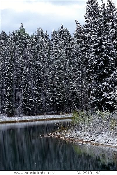 Evergreen trees covered in snow