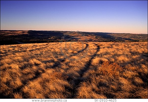 Tire tracks through prairie at sunrise