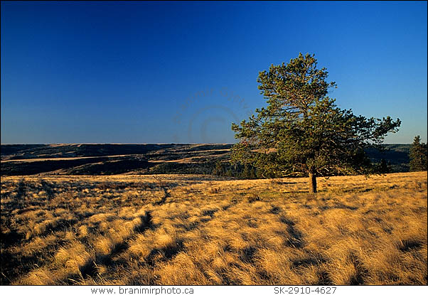 pine tree in dry prairie at sunrise, Cypress Hills