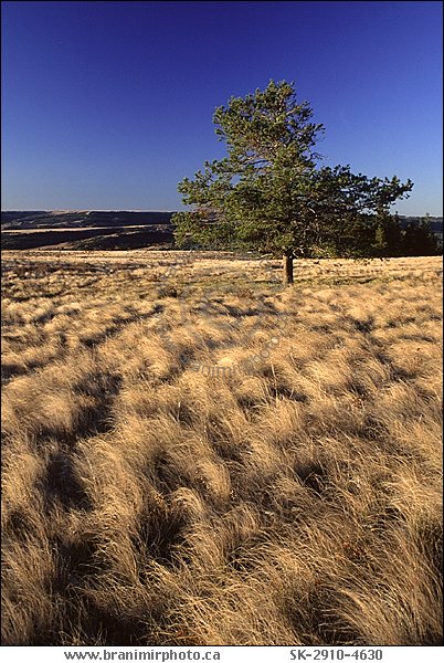 Lone pine tree and dry grass prairie, Cypress Hills