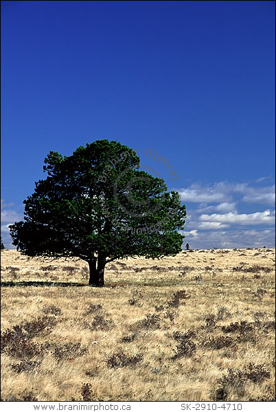 lone pine tree in dry prairie, Cypress Hills