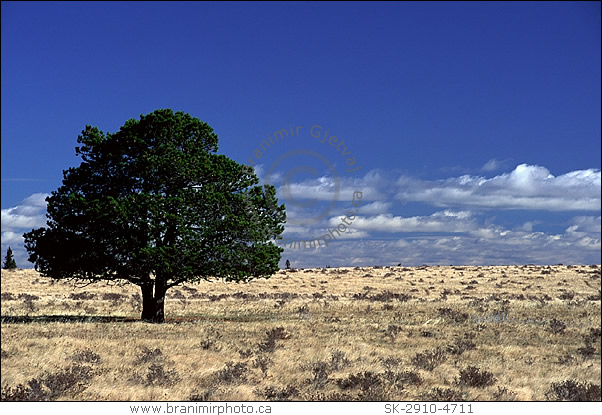 lone pine tree in dry prairie, Cypress Hills