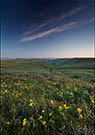 Grasslands National Park - Prairie with golden bean and Three-flowered avens in bloom