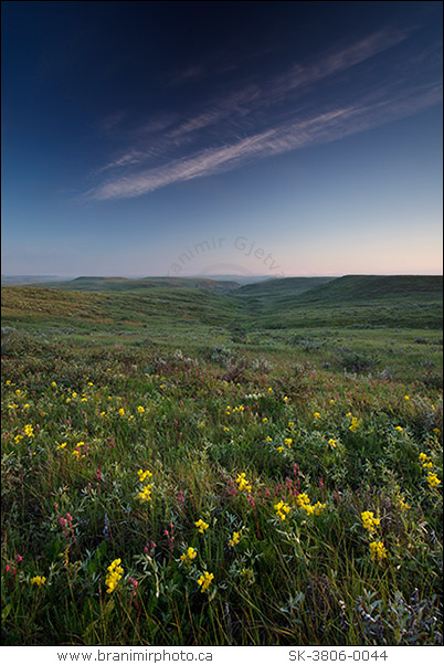 Prairie with golden bean and Three-flowered avens in bloom, Grasslands National Park (East Block), Saskatchewan