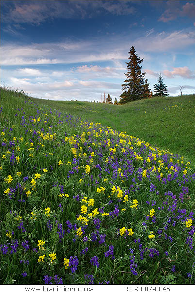 wildflowers in Cypress Hills, Saskatchewan