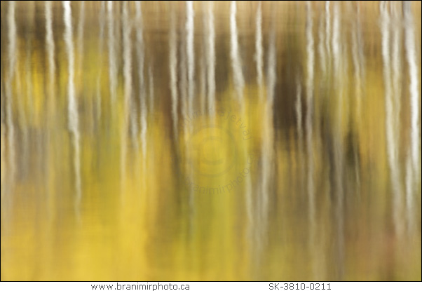 Autumn colours in aspen forest (reflection), Cypress Hills, Saskatchewan