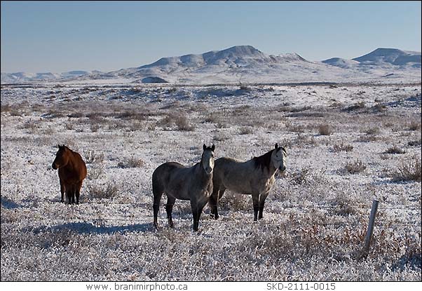 horses in snow-covered field, Val Marie, Saskatchewan